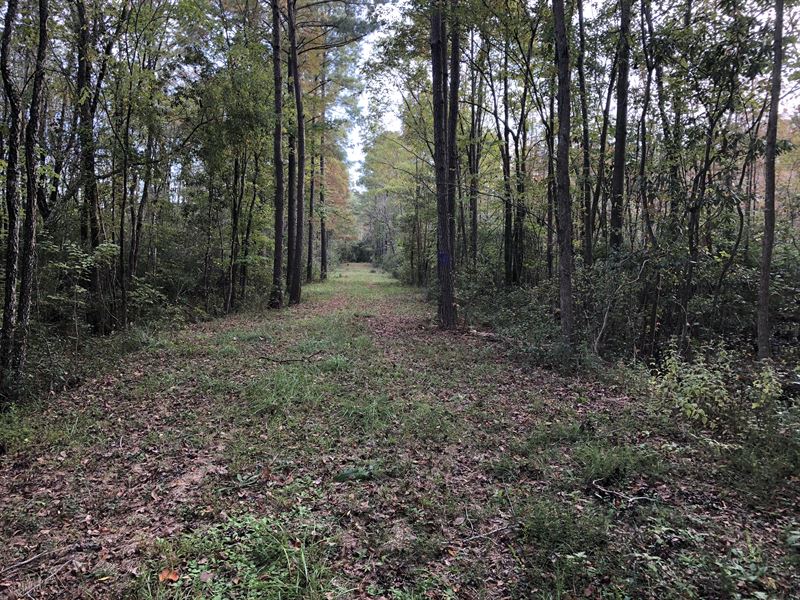 Hunting Tract in Hyde County, NC : Belhaven : Hyde County : North Carolina