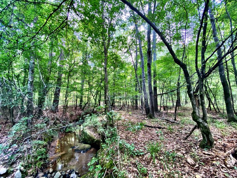 28 Acre Tract with Creek Frontage : Bolingbroke : Forsyth County : Georgia