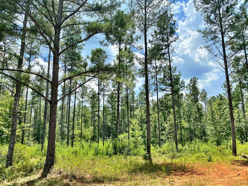 33 Acre Serene Wood Tract : Bolingbroke : Forsyth County : Georgia