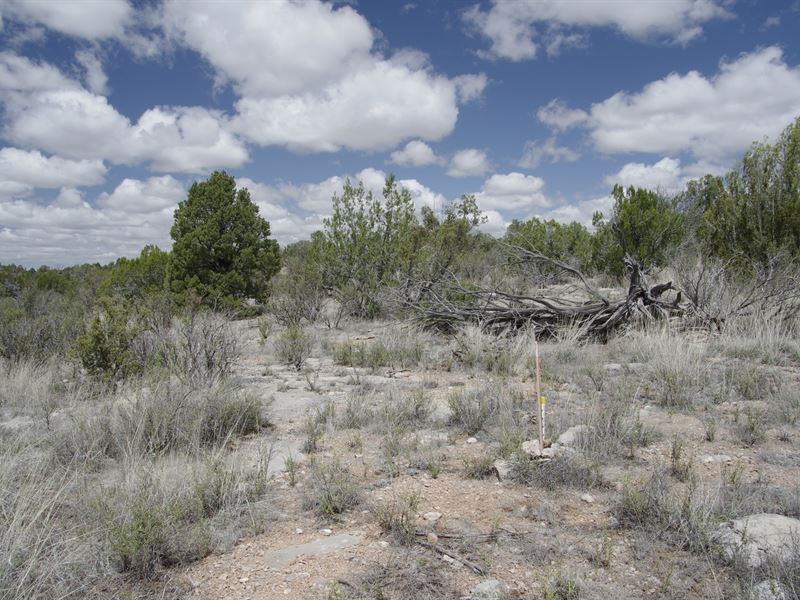 2 Arizona Acres with Trees, $145/M : Seligman : Yavapai County : Arizona