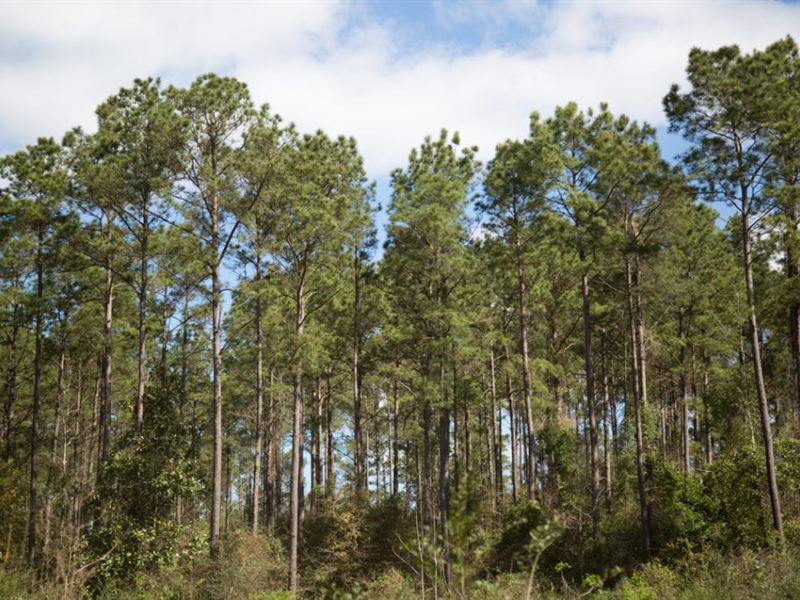 6 Acres Tyler County Getaways T41 : Colmesneil : Tyler County : Texas
