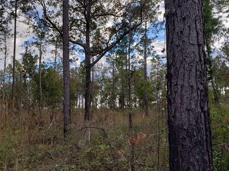 Own Land for Under 100K : Arlington : Calhoun County : Georgia