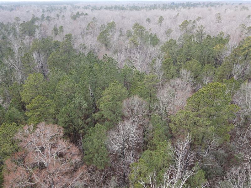 Mature Timberland Property Grant : Poyen : Grant County : Arkansas
