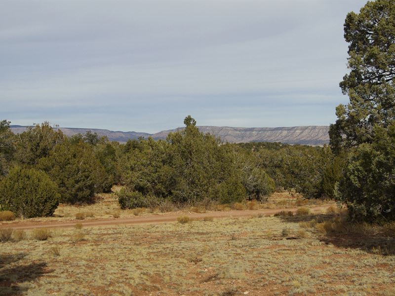 2 Acres, Lots of Trees, Road Access : Seligman : Yavapai County : Arizona