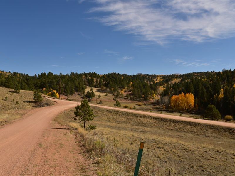 1 Acre Of Lightly Treed Property : Cripple Creek : Teller County : Colorado