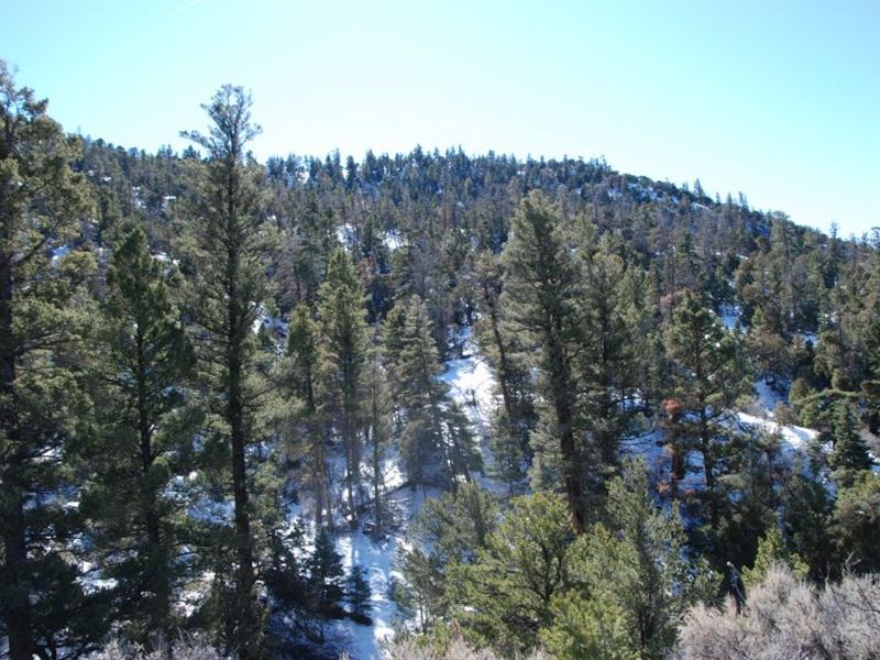 5.5 Acres in The Colorado Mountains : Fort Garland : Costilla County : Colorado