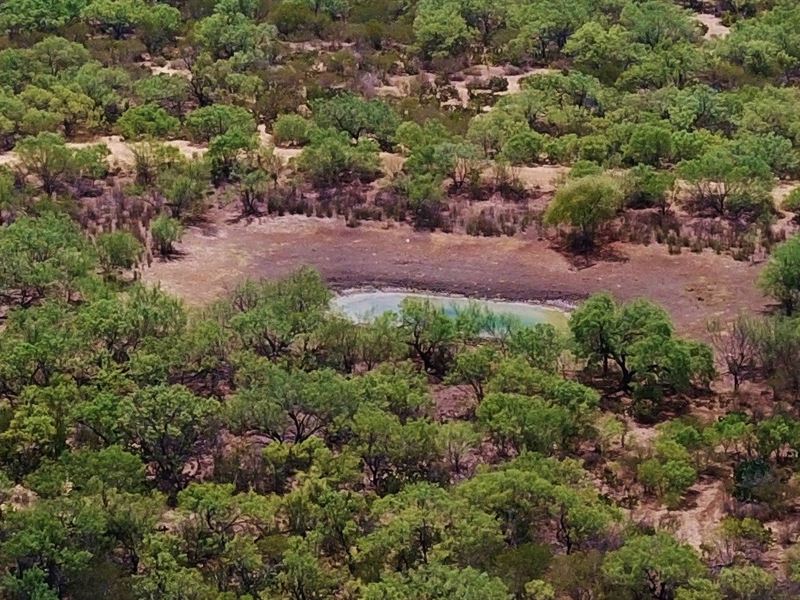 South Texas Hunting Ranch Land for Sale in Carrizo Springs, Dimmit