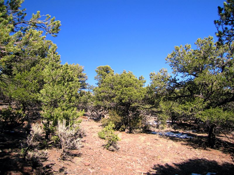 5 Mountainside Acres, Tons of Trees : Fort Garland : Costilla County : Colorado