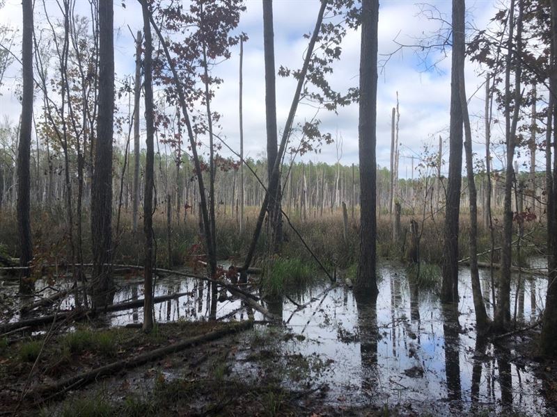 82 Acres in Ravenel, SC : Ravenel : Charleston County : South Carolina