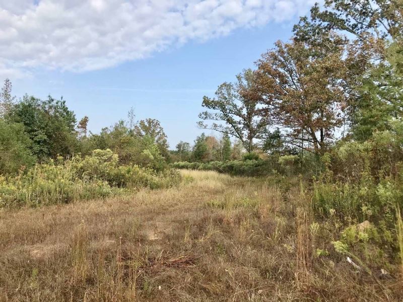 79 Acres Hunting/Timber Land For Sa Land for Sale in Big Creek