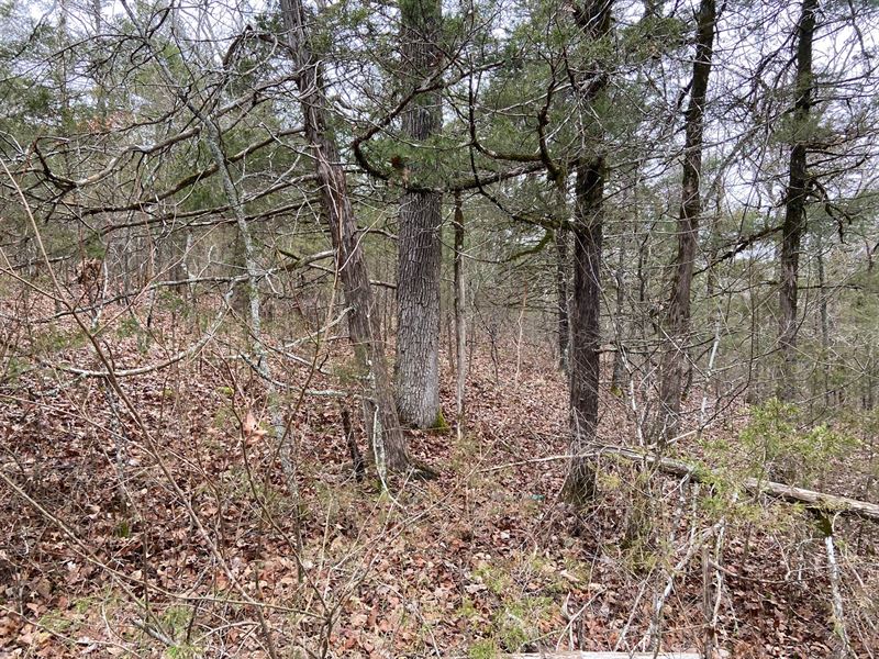 Land Arkansas, Deer Woods, Hunting Land for Sale in Williford, Sharp