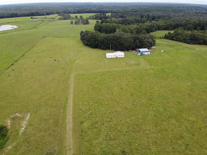North Florida Horse/Cattle Farm : Greenville : Madison County : Florida