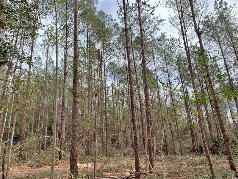 Sheep Trail 18 Tract : Brantley : Crenshaw County : Alabama