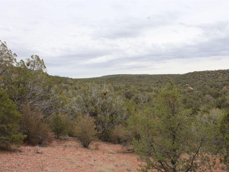 Mountain Camping/Cabin Land : Seligman : Yavapai County : Arizona