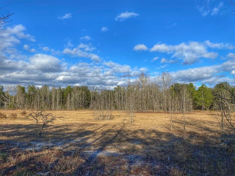 Secluded Land in Trenton FL : Trenton : Gilchrist County : Florida