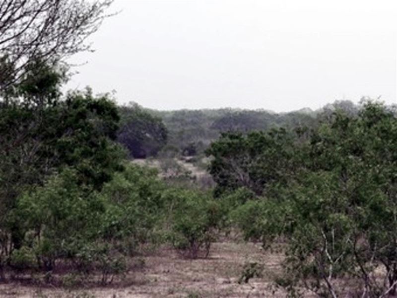 Honey Creek 43 : San Diego : Duval County : Texas