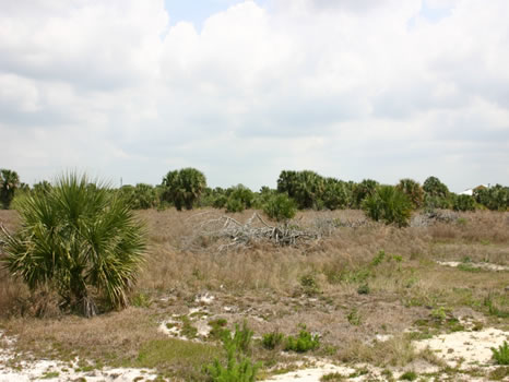 10 Acres Perfect for Horses : Sebastian : Indian River County : Florida