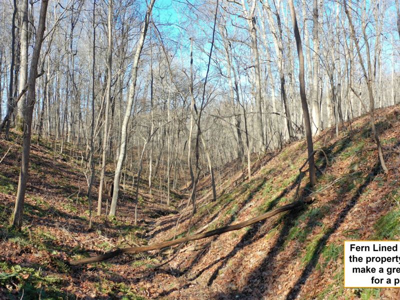 Hunting Land for Sale in Missouri : Powell : McDonald County : Missouri