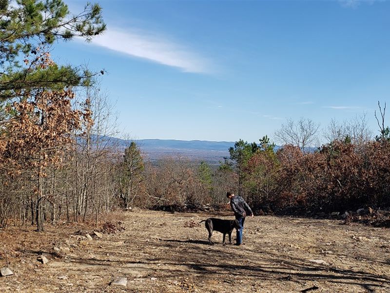 Fabulous 20 Acres : Talihina : Pushmataha County : Oklahoma