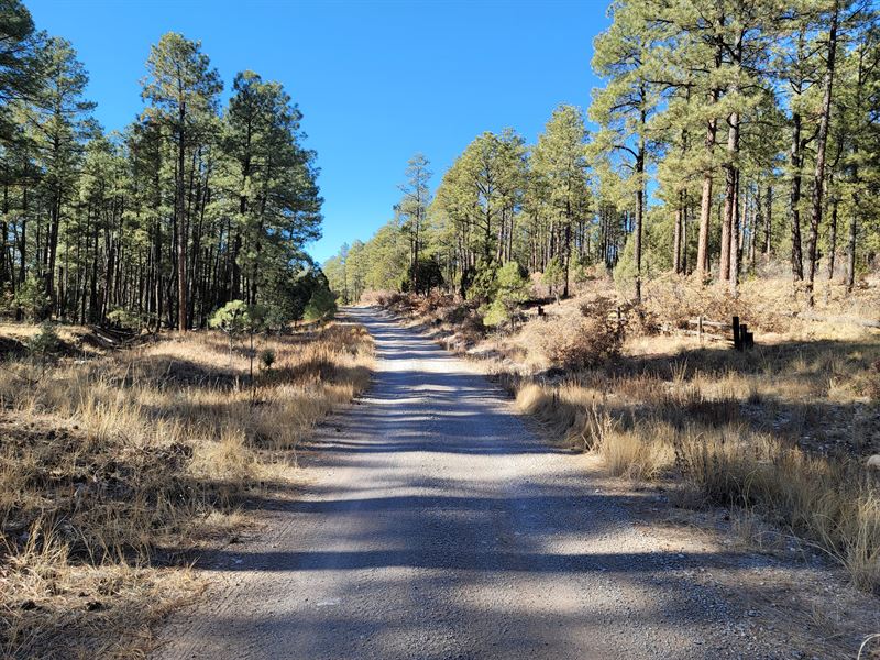 A New Beginning on Own NM Land : Timberon : Otero County : New Mexico