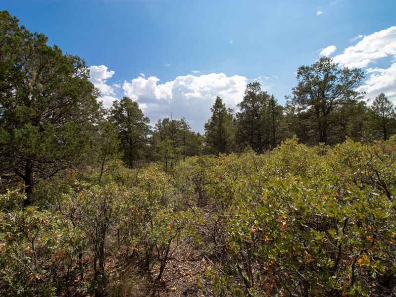 Hunt, Fish, & Enjoy Nature : Timberon : Otero County : New Mexico