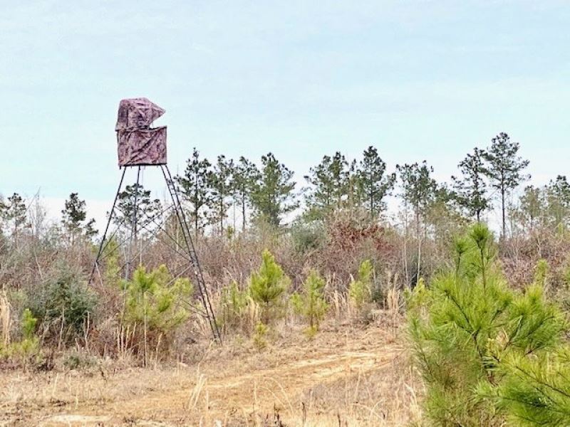 83 Acres Recreational and Hunting : McComb : Pike County : Mississippi