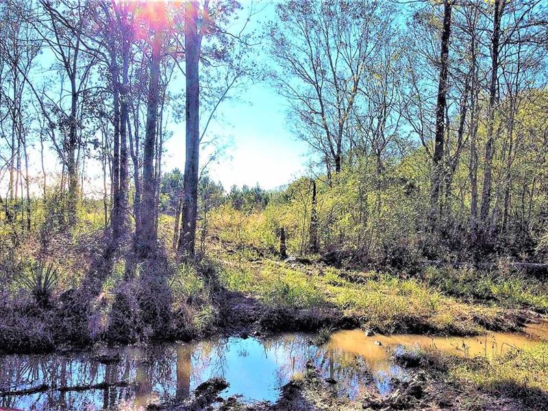 Bayou Des Cannes Tract, Acadia Par : Egan : Acadia Parish : Louisiana