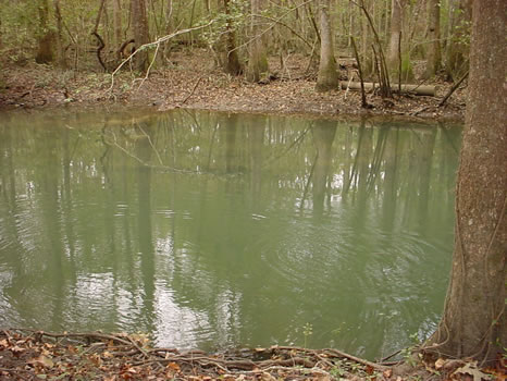 452 Acres : Malone : Jackson County : Florida