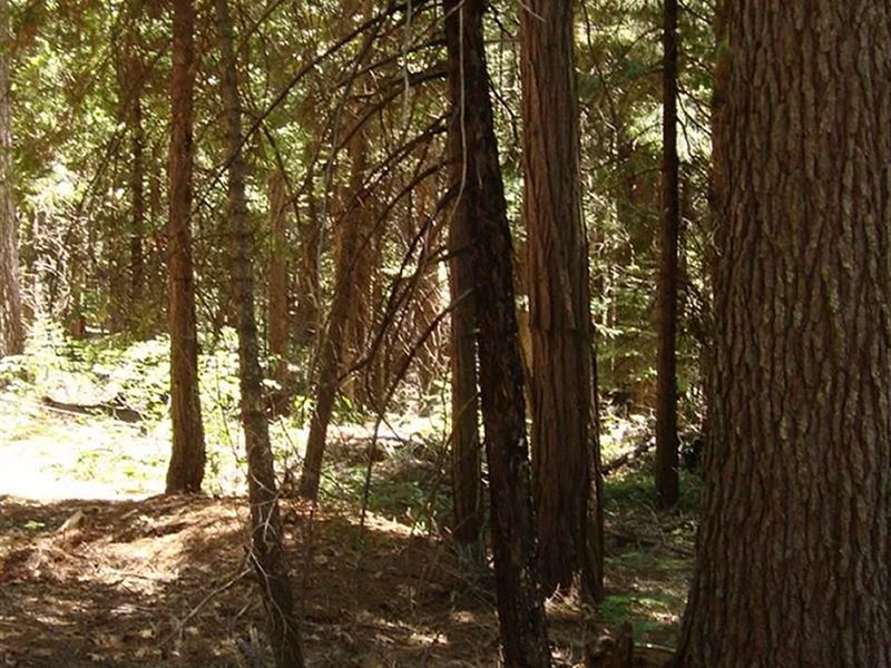2 Acre Lot in Alta CA : Alta : Placer County : California