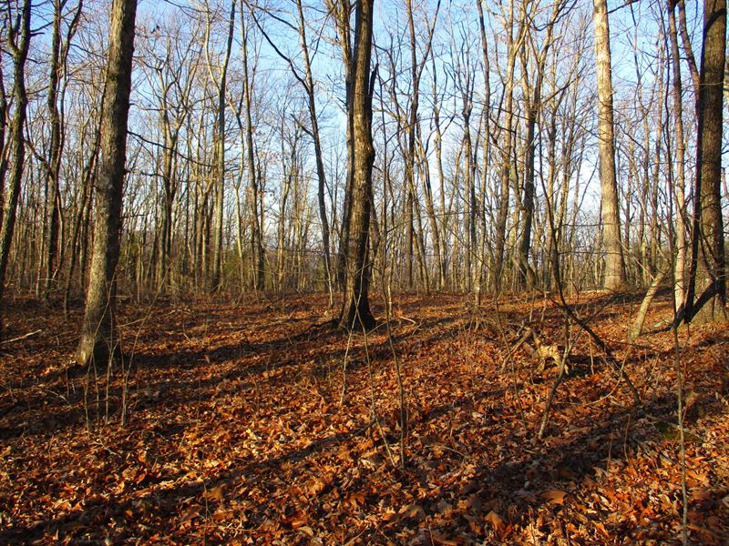 Private, Hardwoods with Scenic View : Spring City : Bledsoe County : Tennessee