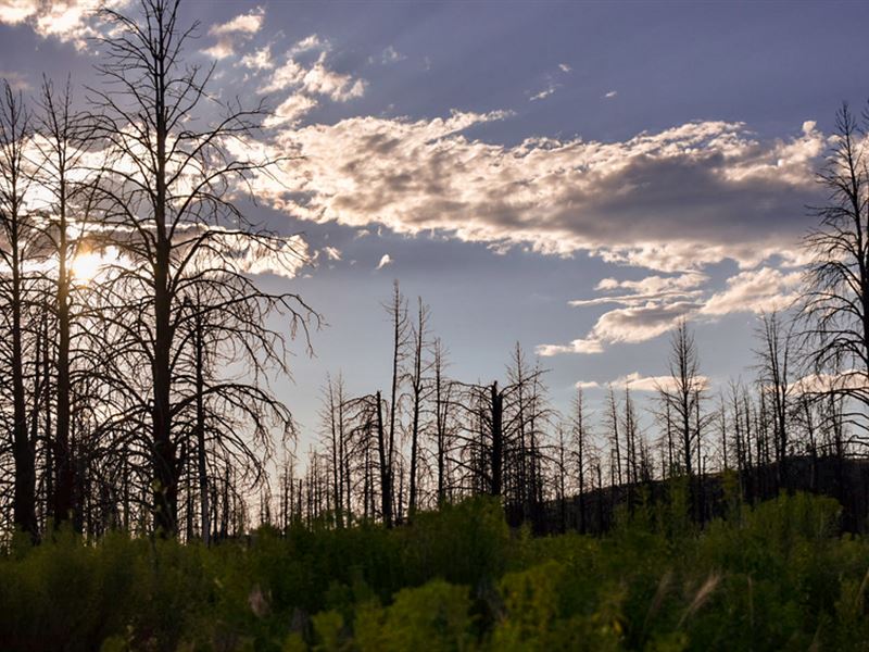 2.5 Acres, New Growth After Fire : Chiloquin : Klamath County : Oregon