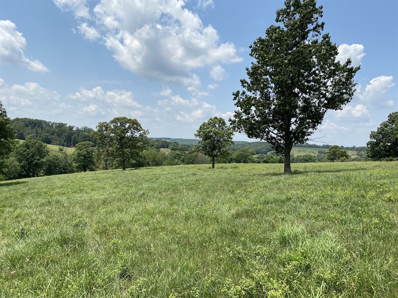 Southern Missouri Cattle Ranch : Mountain Grove : Wright County : Missouri