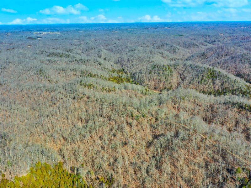 Charter Creek 14.2 Acre Wooded : Edmonton : Metcalfe County : Kentucky