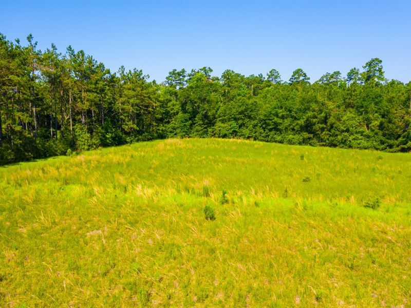 Private & Unrestricted Pine Treed : Apple Springs : Trinity County : Texas