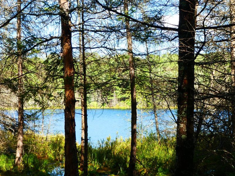 Wooded Lake Lot : Lac Du Flambeau : Vilas County : Wisconsin