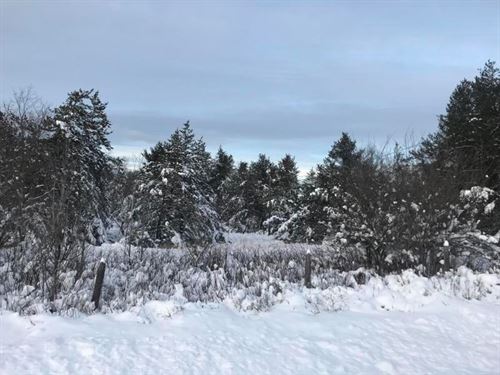Northern Michigan 10 Acres : Atlanta : Montmorency County : Michigan