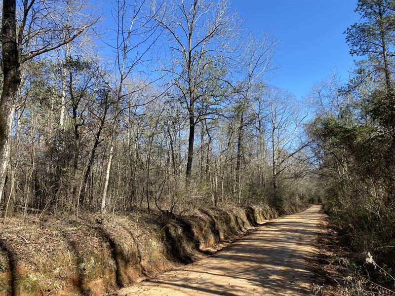 Beautiful Natural Hardwoods : Ellaville : Schley County : Georgia