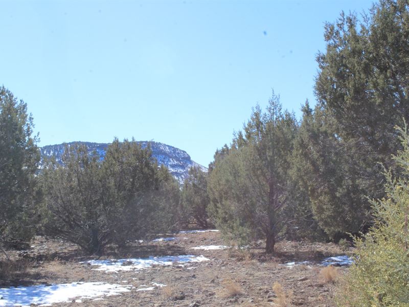 Hunting Camp/Campsite, Includes : Seligman : Coconino County : Arizona