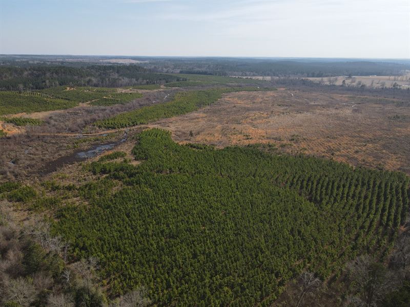 Rural Timberland Recreational : Linden : Cass County : Texas