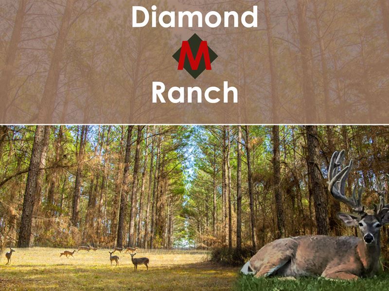 478 Acres Diamond M Ranch : Huntsville : Walker County : Texas