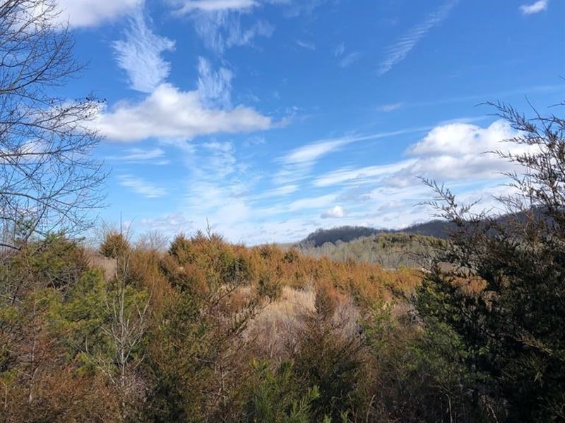 84 Acres Gently Rolling Land Greene : Mosheim : Greene County : Tennessee