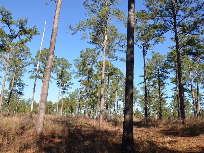 River Oak Plantation River Frontage : Midway : Gadsden County : Florida