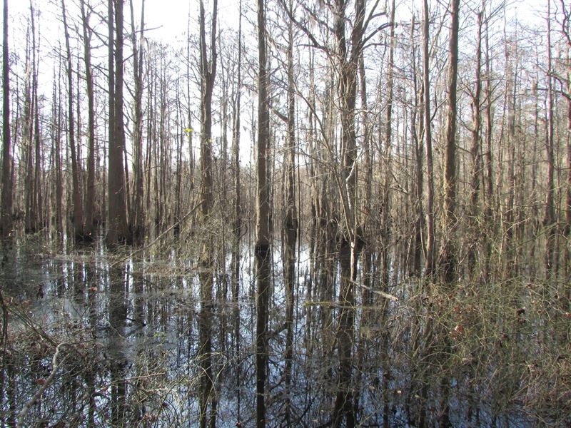 Dalzell-Cannery Road Tract : Dalzell : Sumter County : South Carolina