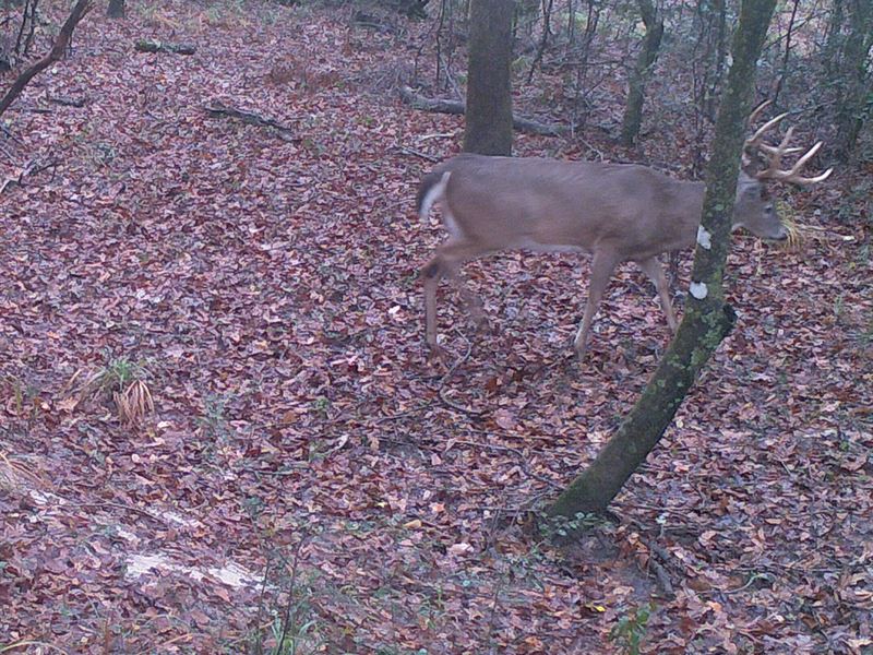 Headley River Estate : Goshen : Pike County : Alabama