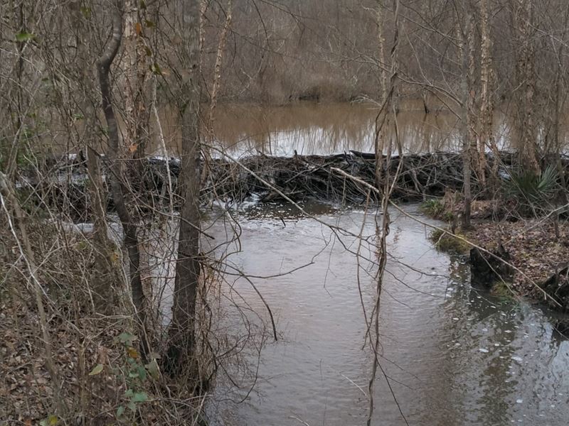 Hunting Paradise with Creek : Toomsboro : Wilkinson County : Georgia