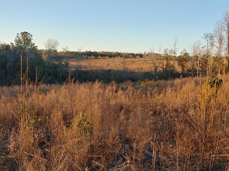 HD Wilson Road Tract : Andalusia : Covington County : Alabama