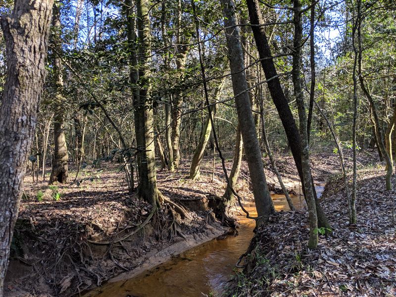 Upper McInnis Tract : Ariton : Dale County : Alabama