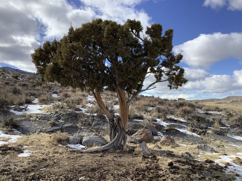 Your Off-Grid Cabin Goes Here : Montello : Elko County : Nevada