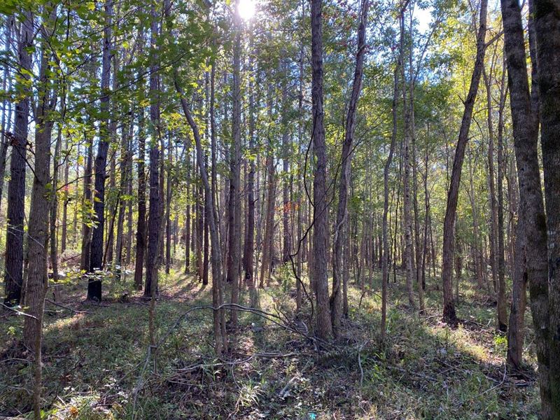 Rutt N Acres East Tract : Lapine : Crenshaw County : Alabama