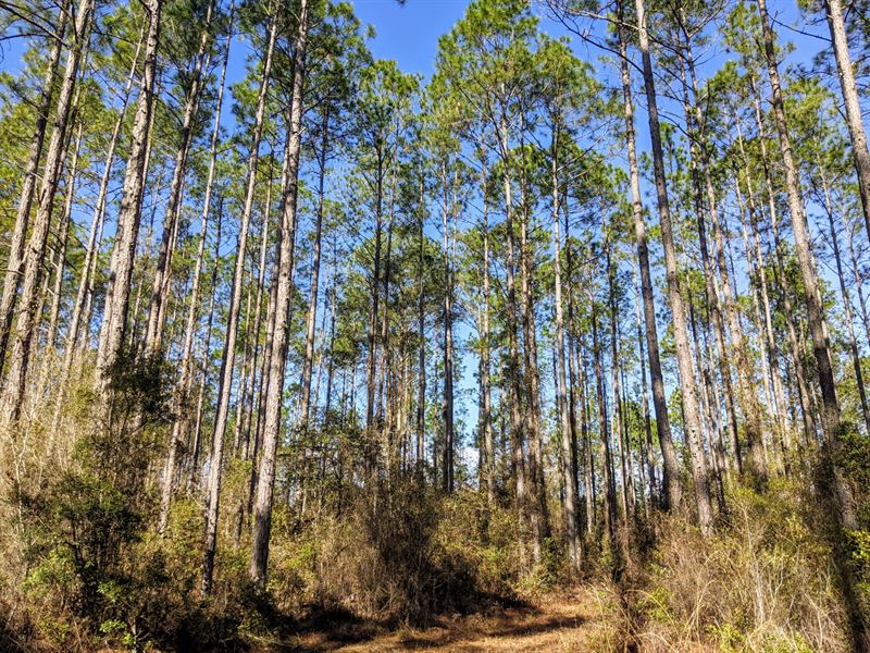 300 Ac Hunting & Timber w Pond : Monticello : Jefferson County : Florida